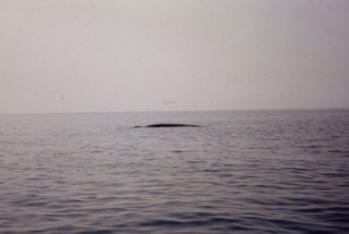 Observation des baleines